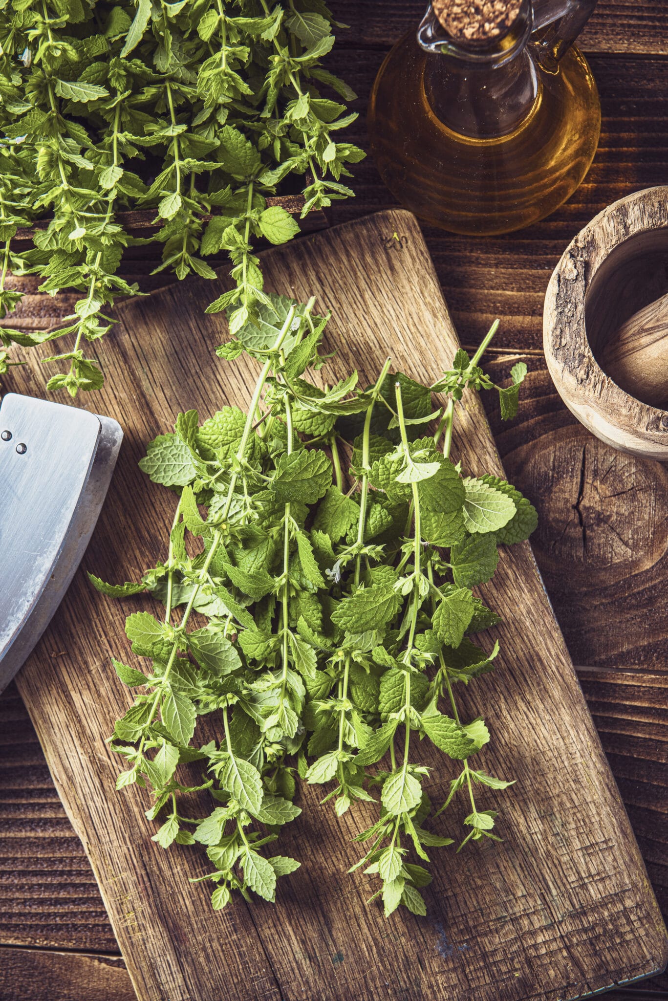 Garden Fresh Melissa Officinalis or Lemon Balm Herb on Wooden Table..