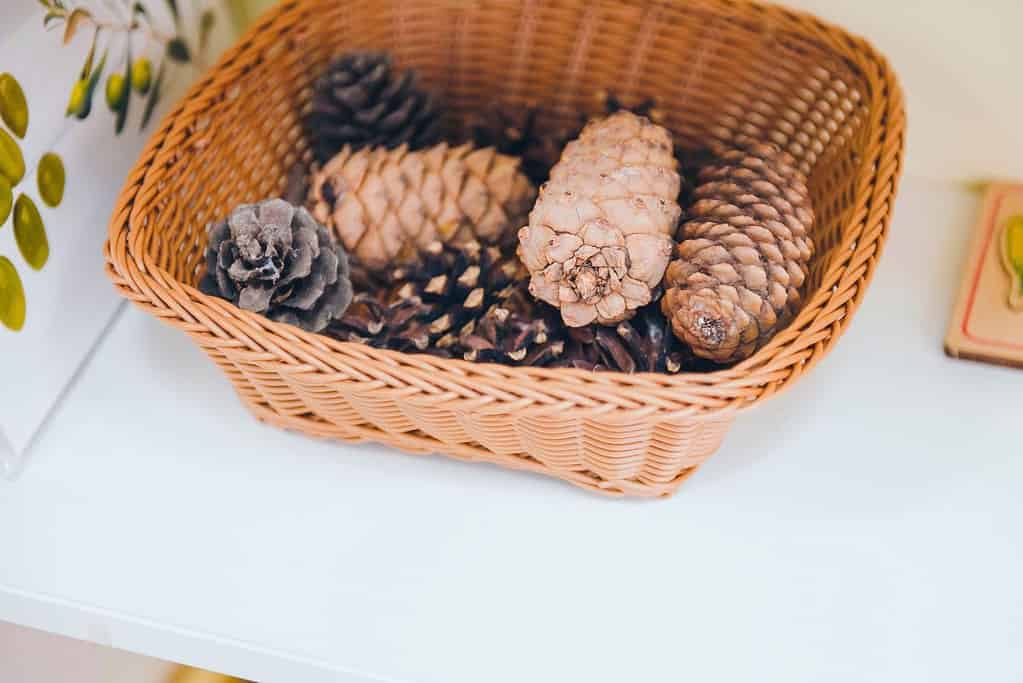 Pinecones sit out for children to explore in an early childhood classroom nature center.