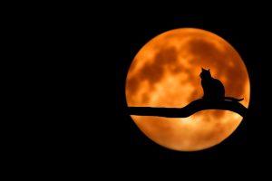 nocturnal cat