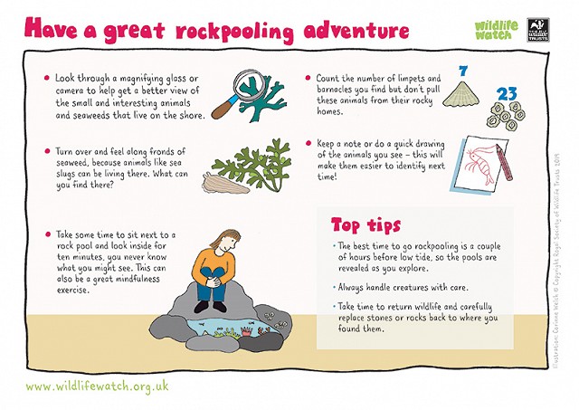 800 Have a great rockpooling adventure