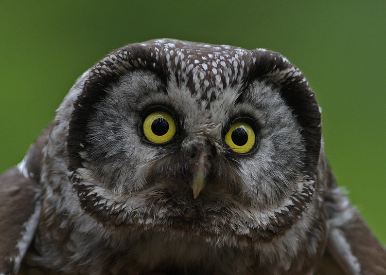 Tengmalms owl up close by Lillebror Hammarström