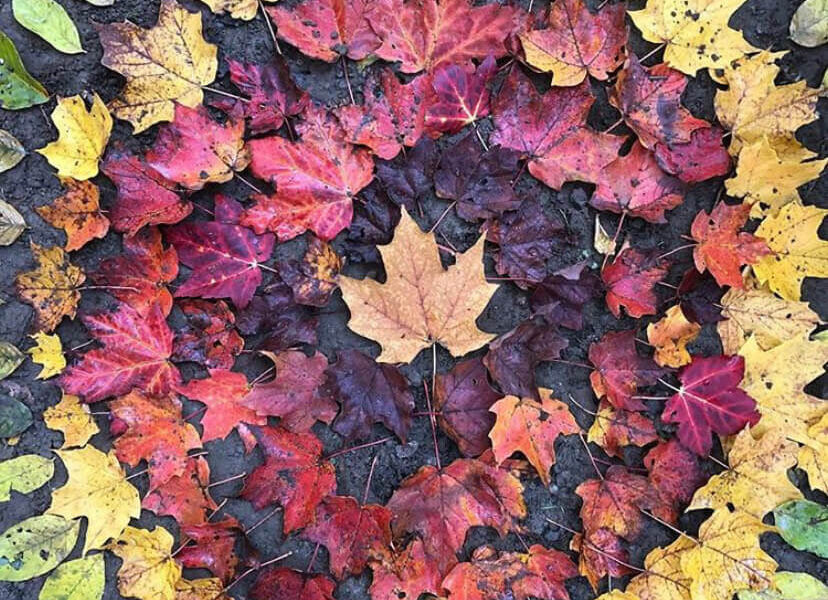 leaf mandala