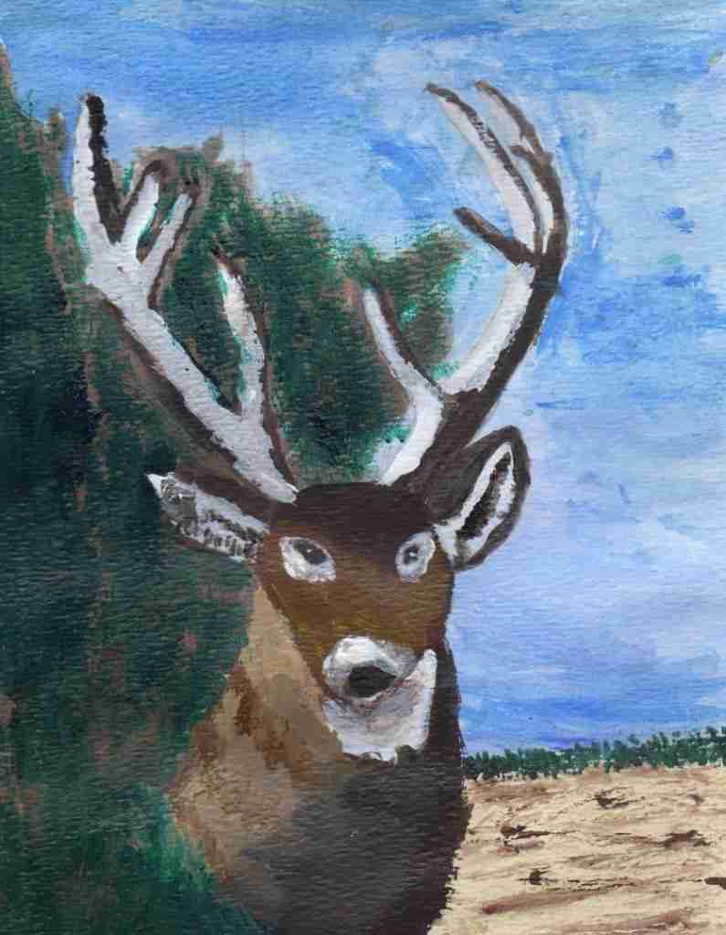 Whitetail-Buck