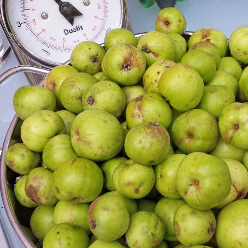 Foraging with kids - simple safety tips for foraging with kids including best fruit and nuts to pick