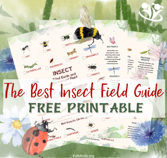 Learn about the little critters in your backyard! Explore the fascinating world of insects with this field guide and scavenger hunt, designed to help kids identify and appreciate the diversity of these remarkable creatures. #kidsactivities #creativelearning #braingym #kidminds #funlearning #earlyeducation #insects #freeprintable #summer #spring