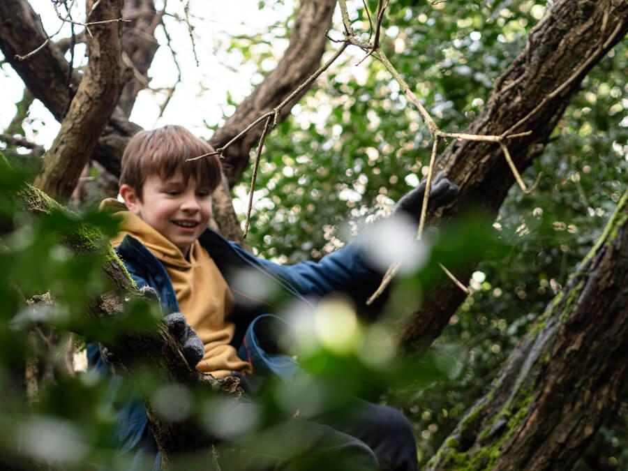 boy climbing tree