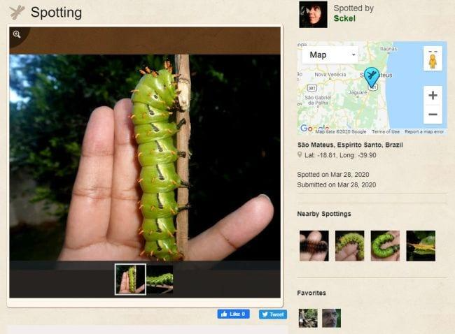 Screen shot of Project Noah site showing a spotting of a Hickory Horned Devil caterpillar (Outdoor Science)