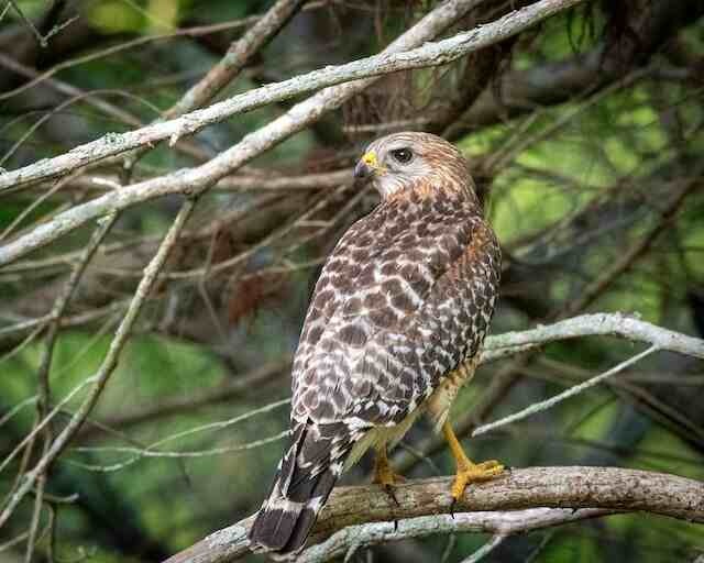 A Red-shouldered hawk perched in a tree.
