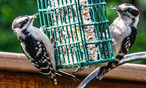Best Suet & Feeder for Backyard Birds ...
