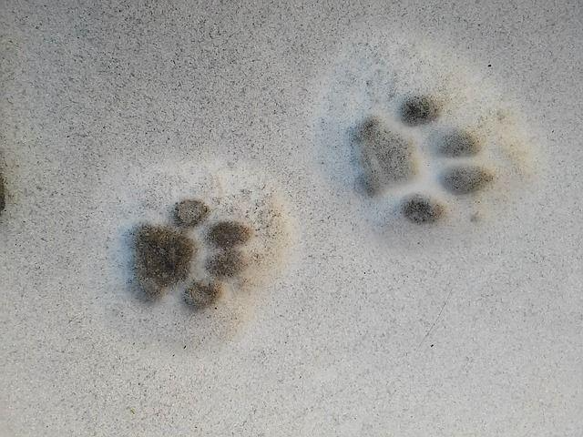A group of footprints in the snow

Description automatically generated with low confidence