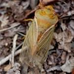 Green Grocer Cicada