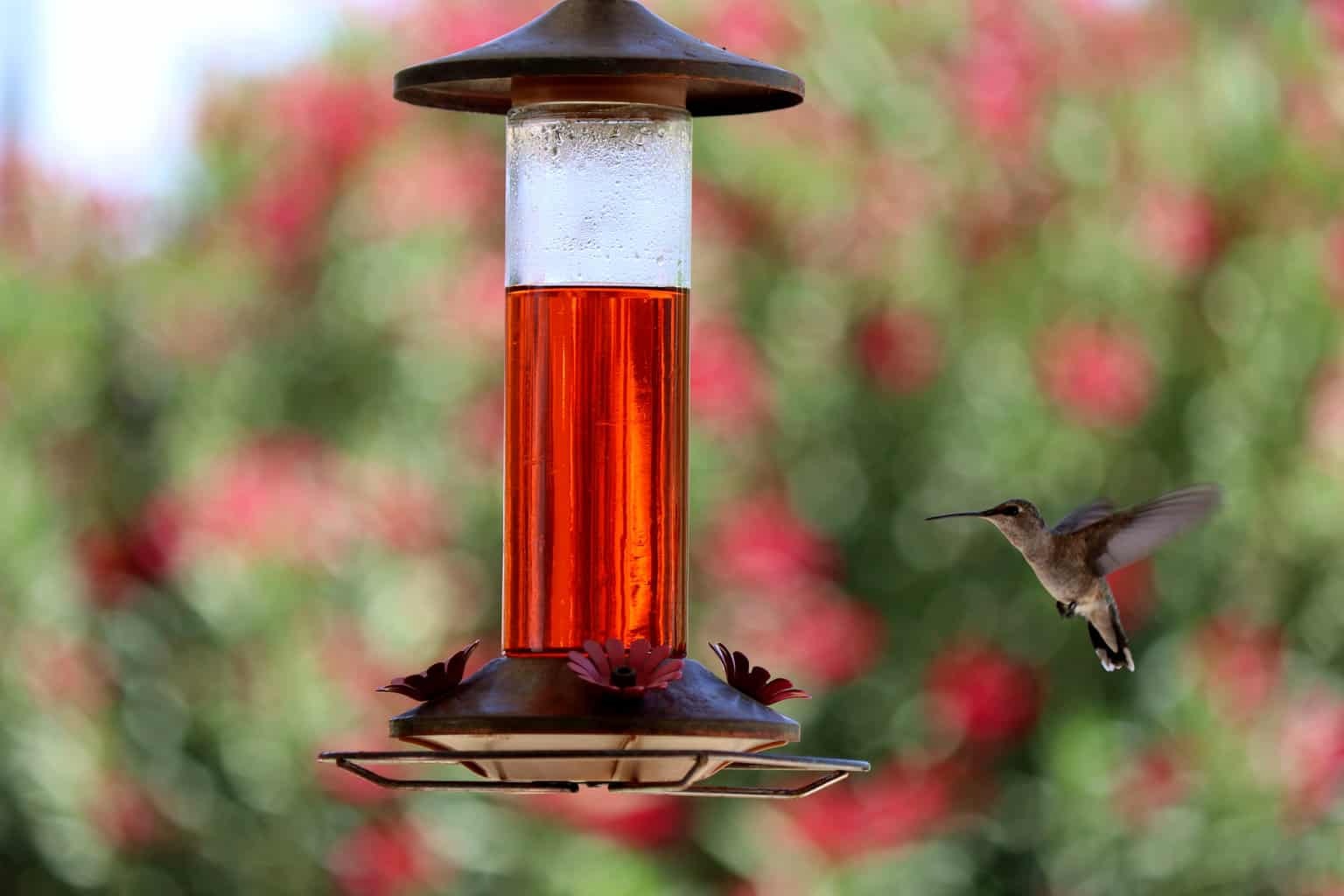 Hummingbird Feeder