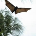 bat image