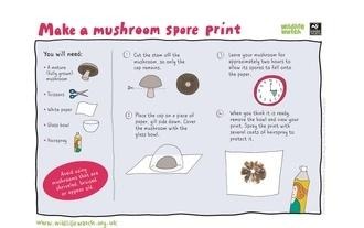 Mushroom spore print