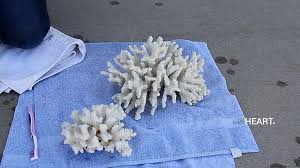 HOW TO CLEAN CORAL (+ video) - Stagg Design
