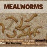 Mealworms