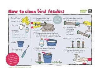 Clean bird feeders