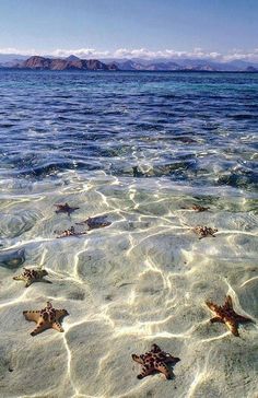Facts about Seahorses
