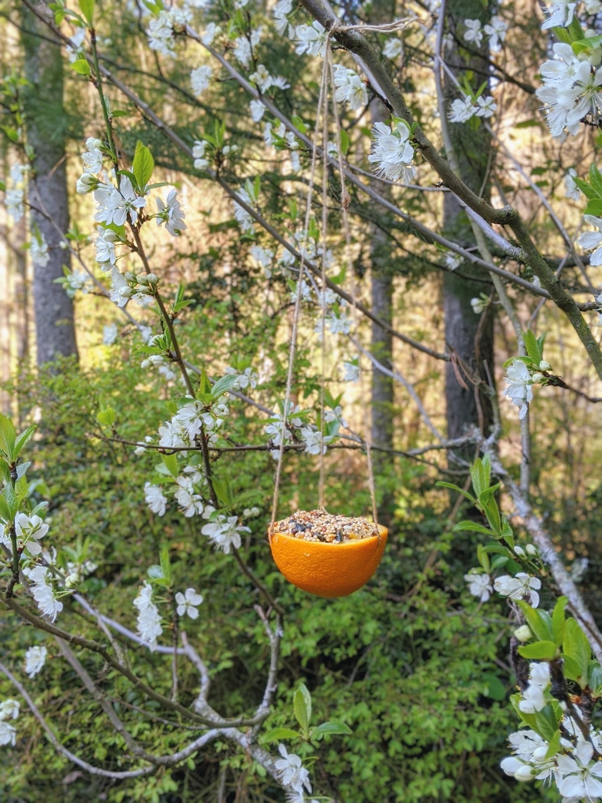 Bird Themed Activities for Toddlers - Montessori in Real Life