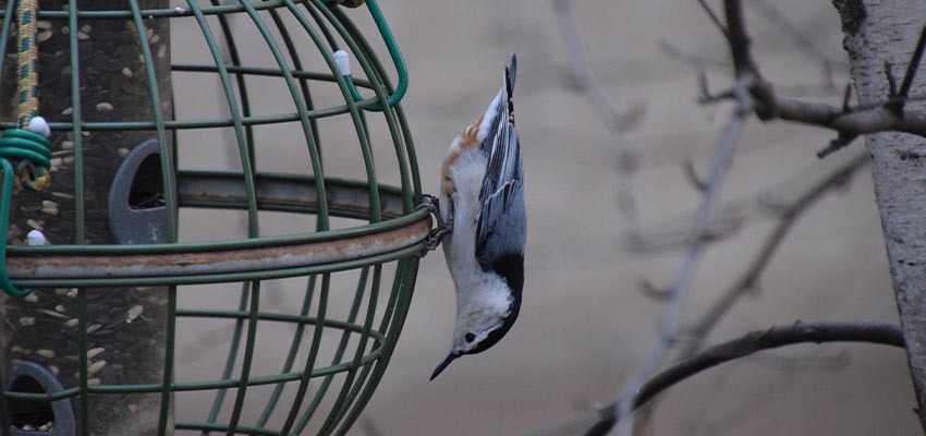 white breasted nuthatch on a feeder