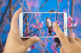 Better Pictures of Birds with a Smartphone