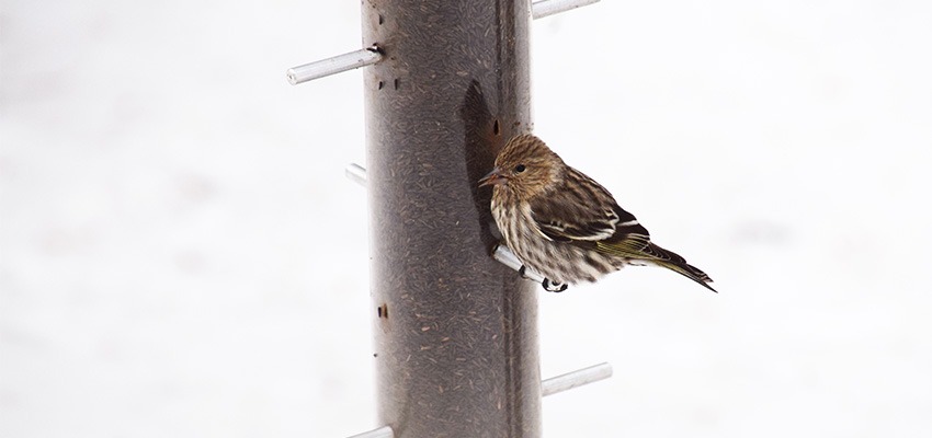 pine siskin on a feeder
