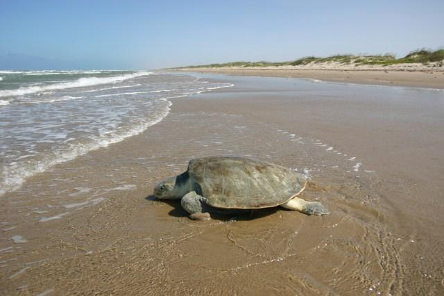 sea-turtle-water