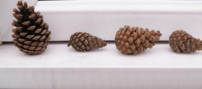 Four pinecones sitting in a row (Outdoor Science)