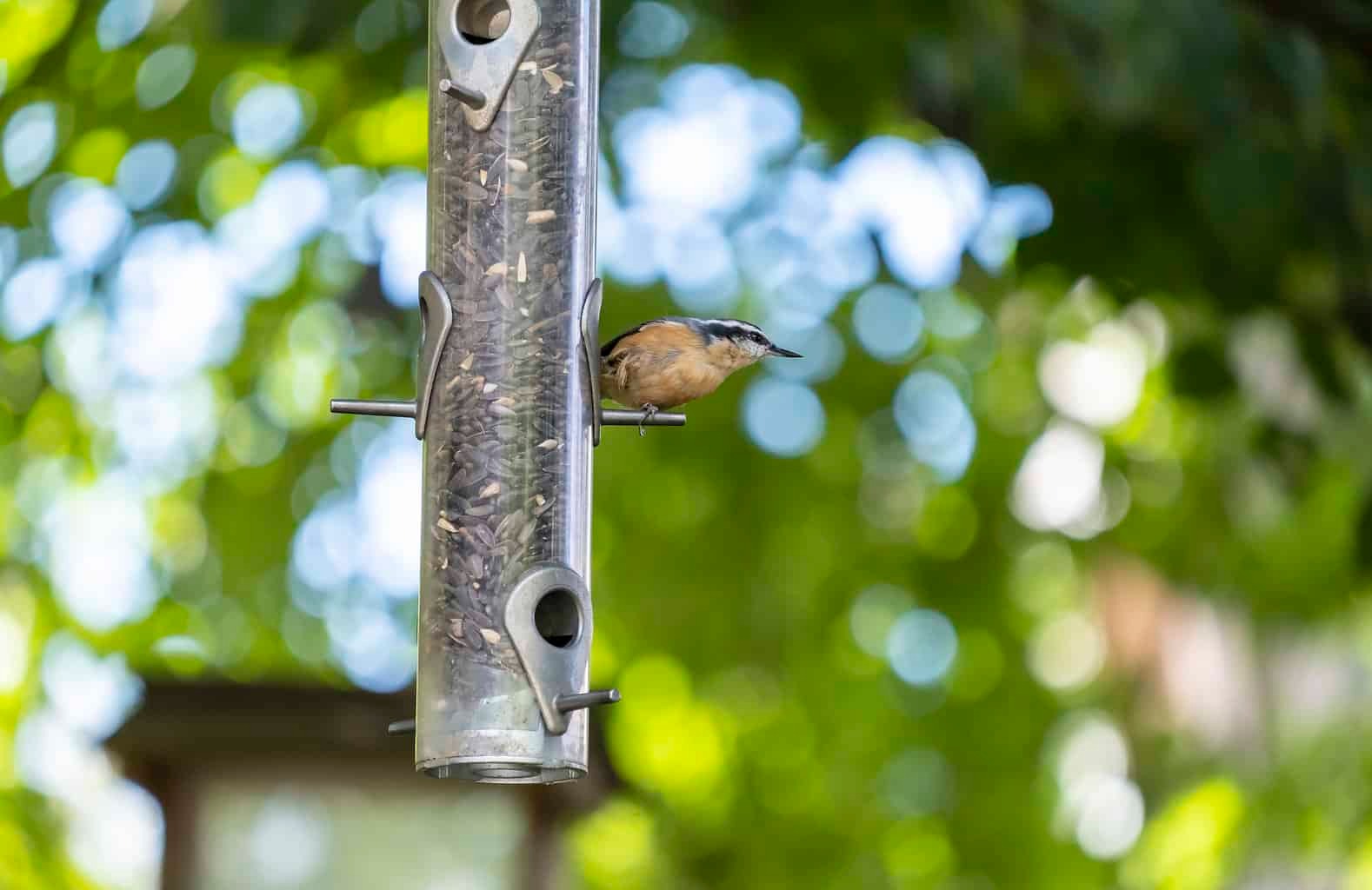 Red-breasted Nuthatch Perched on a Backyard Bird Feeder Filled with Black Oil Sunflower Seeds