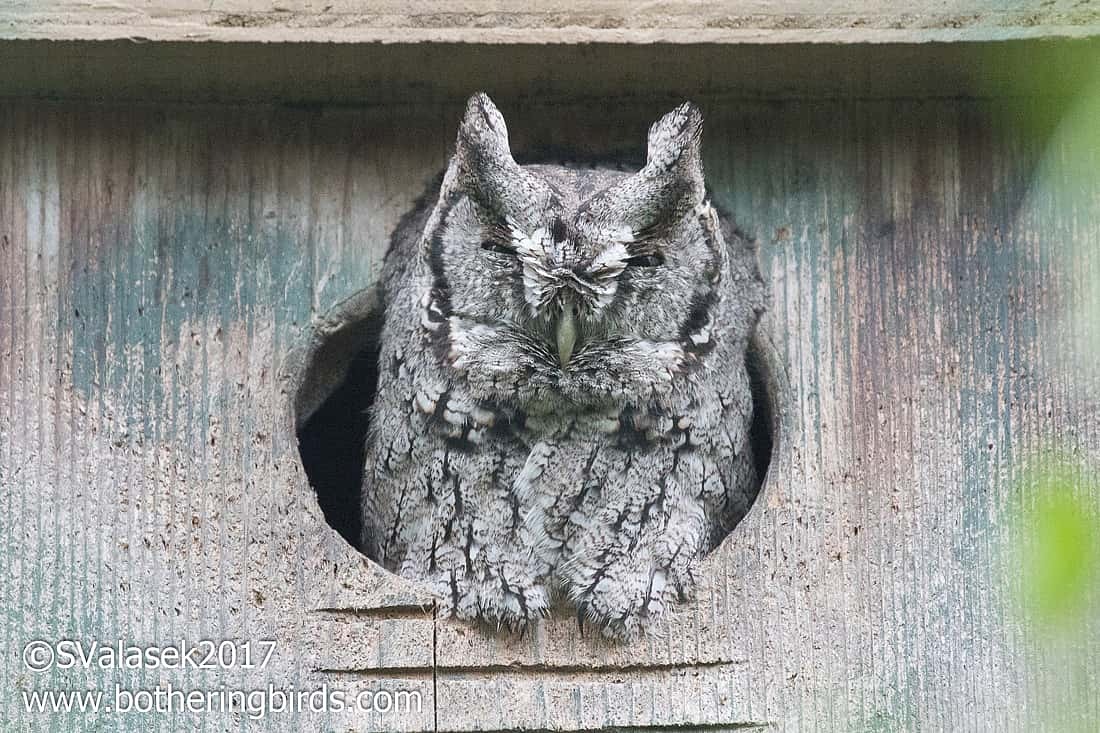 An Eastern Screech-owl is sitting in the opening of a nesting box. 