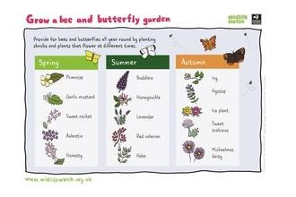 grow a bee and butterfly garden