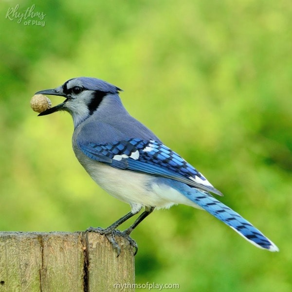 Birding for kids - blue jay with a peanut in its beak 