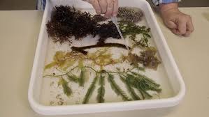 How to preserve seaweeds - YouTube