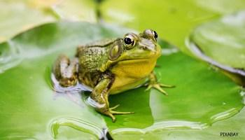 A frog on a leaf

Description automatically generated