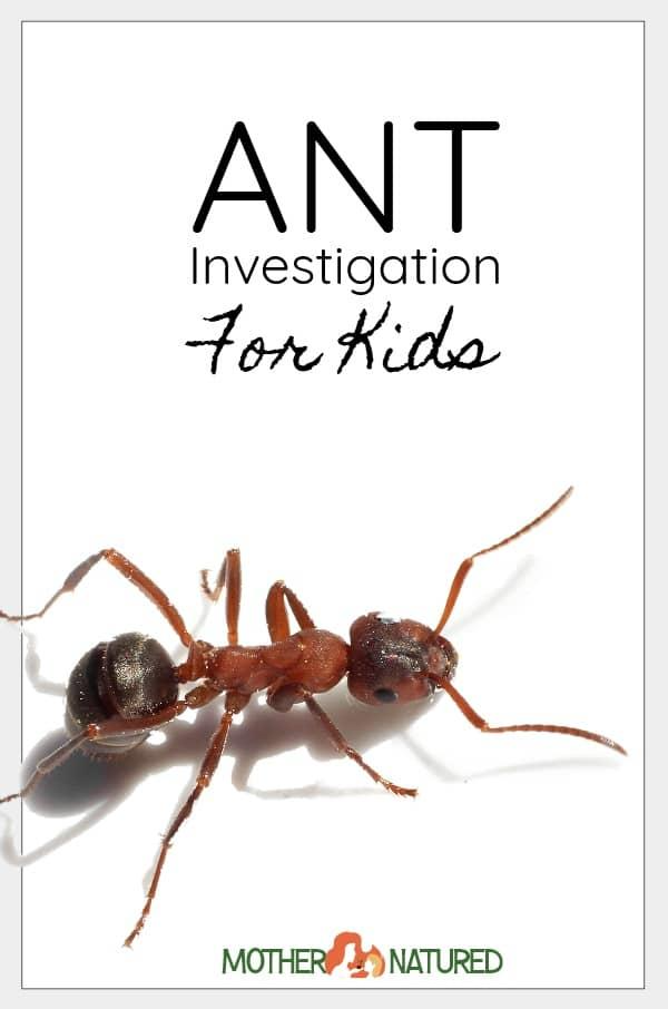 Ant Experiment for Kids