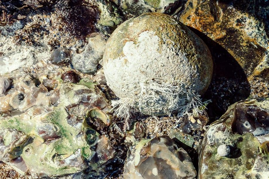 Rock pooling rocks and sea life