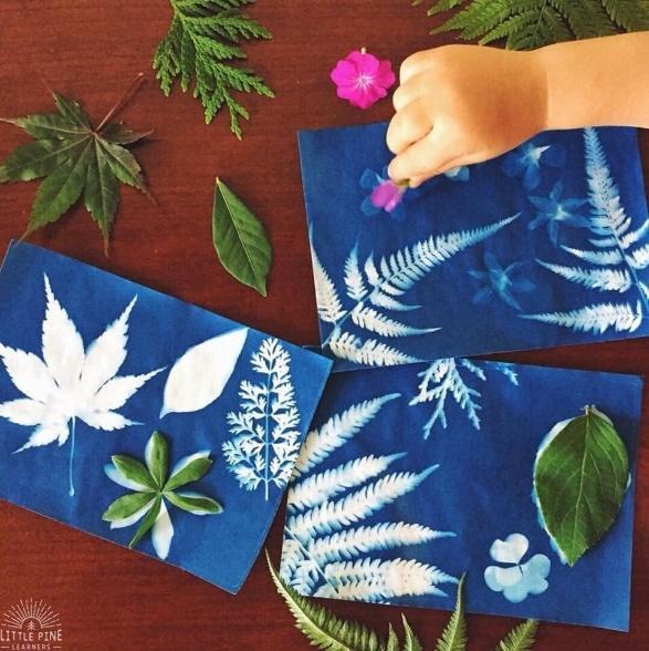 Beautiful leaves and flowers with sun print paper. 