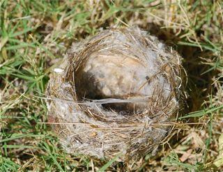 bird nest