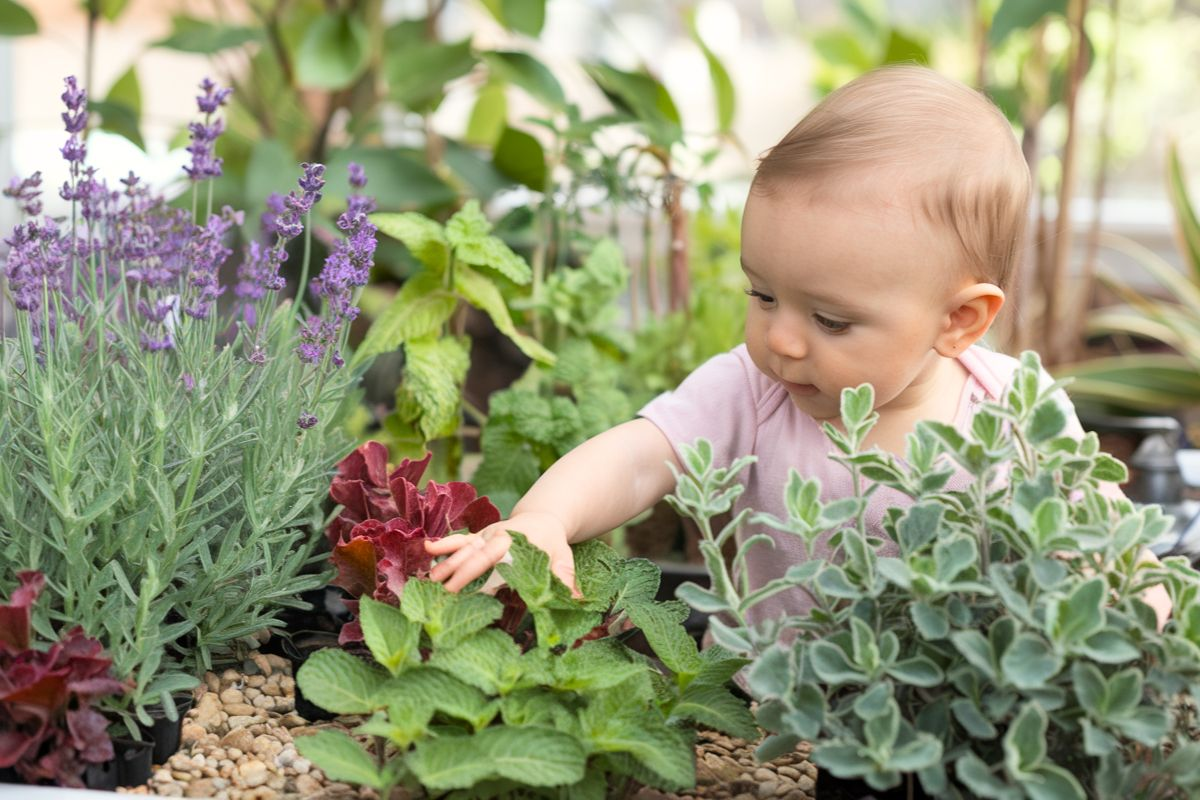 Baby exploring a sensory garden with lavender, mint, and lamb's ear