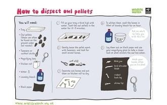 Owl pellets