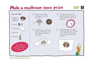 Mushroom spore print