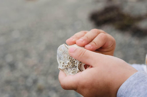 Examine the texture of the rock collection. 