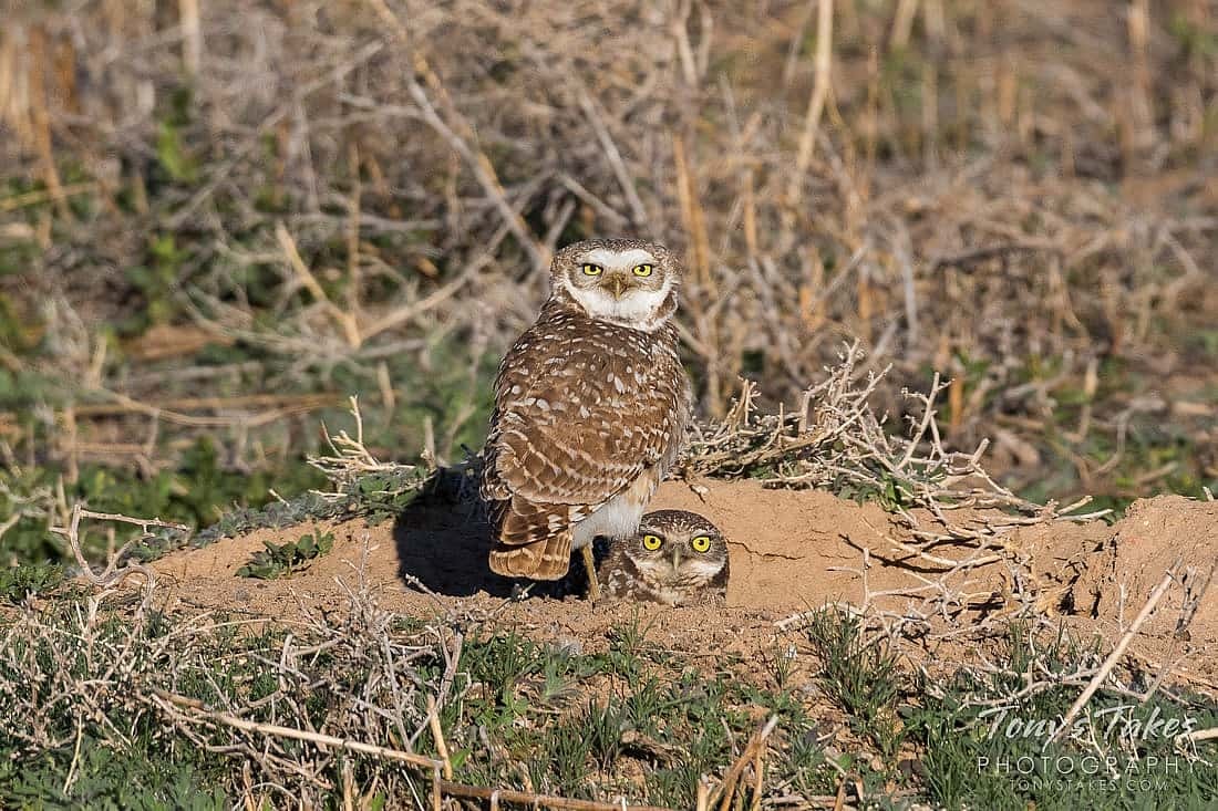 Demonstrates that Burrowing Owls nest underground.  The photo shows two owls, one standing above ground, and the other with its head poking out of a hole in the ground. 
