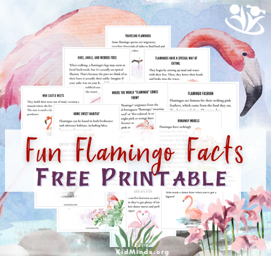 Next time you see a flamingo, remember these cool flamingo facts and share them with friends. #kidsactivities #creativelearning #flamingofacts #factsforkids #braingym #kidminds #earlyeducation #funfacts #funlearning #freedownload