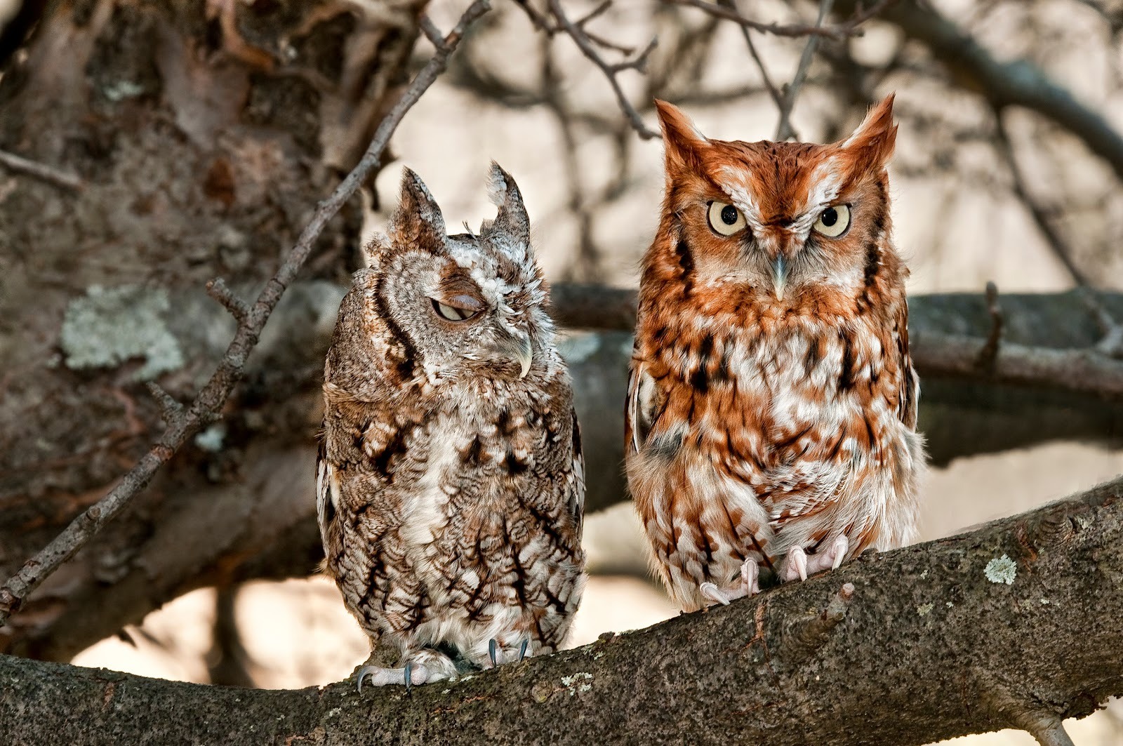 Two small owls sitting on a branch, one brownish gray and one rusty red in color with its eyes open.
