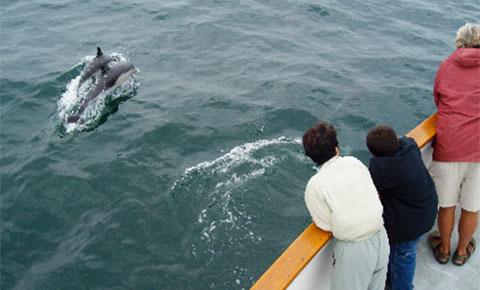 picture of people watching dolphins