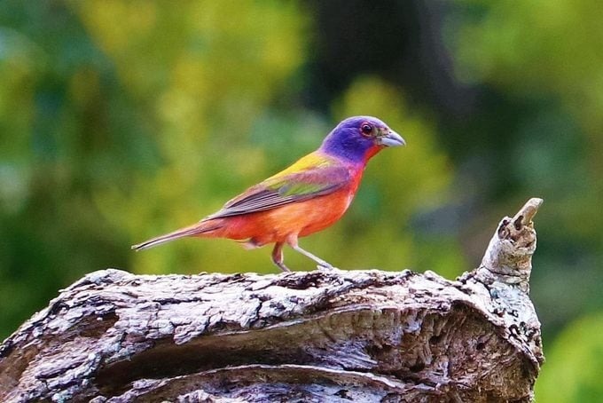 Painted bunting on log, bird watcher