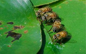 A group of bees on a leaf

Description automatically generated