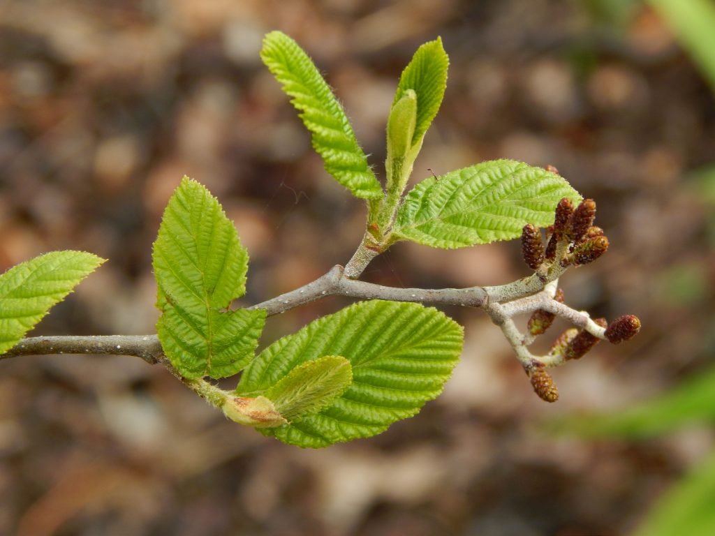 emerging green leaves on a branch with blurred brown leaves in background