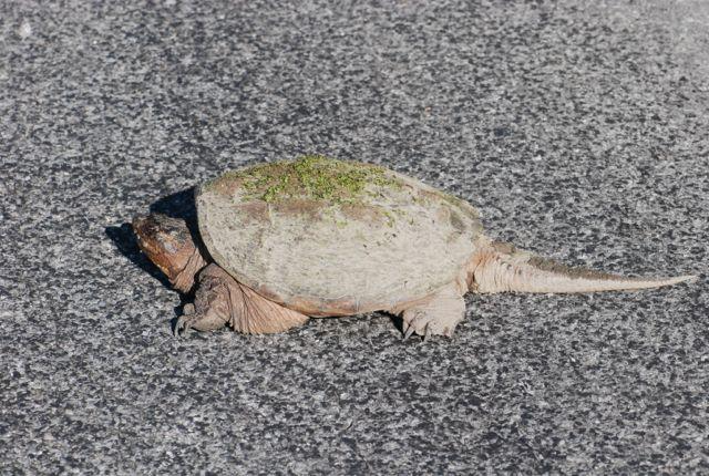 snapping-turtle